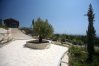 Pretty Olive Tree in Tala Municipal Park, Cyprus