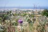Rare find - Scottish thistle on the hillside of Melissovounos in Tala, Cyprus